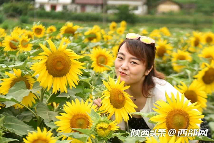 陜南小鎮向日葵花開成海 吸引遊客前往