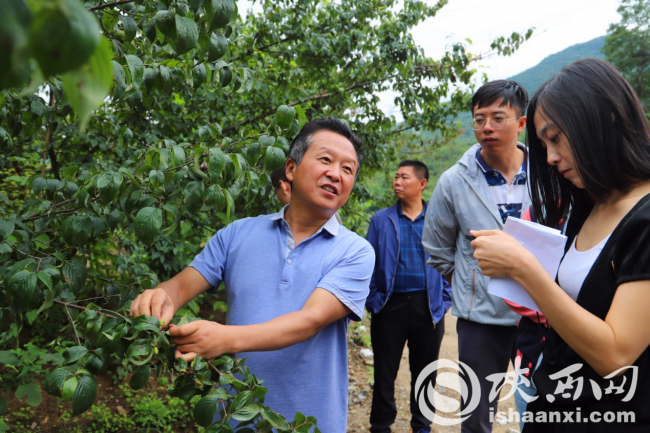 佛坪加快發展綠色中藥材産業 帶動農戶增收脫貧