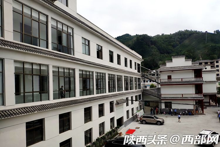 女媧茶絞股藍成平利名片 綠色茶飲把貧困戶帶進産業鏈