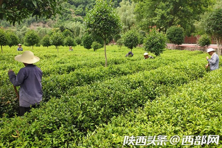 女媧茶絞股藍成平利名片 綠色茶飲把貧困戶帶進産業鏈