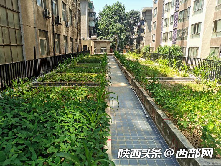 西安一社區樓頂建起“開心農場” 600多平米菜地居民隨便種