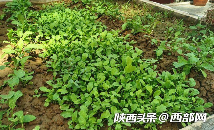 西安一社區樓頂建起“開心農場” 600多平米菜地居民隨便種