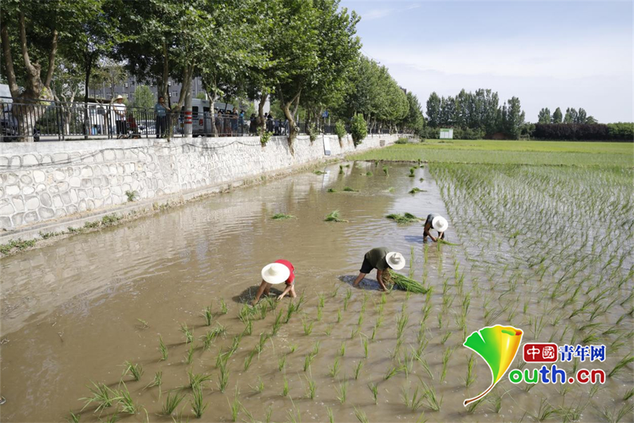 （轉載）摸魚又插秧！西安高新區2022年稻香北大“農事體驗節”活動舉行_fororder_微信圖片_20220622174344