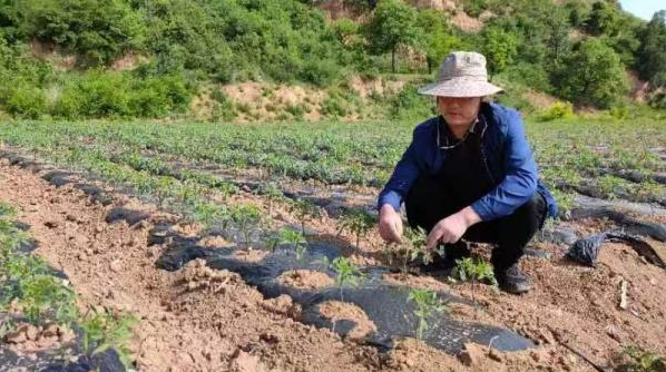 西安經開區：傾力幫扶産業興旺 穩固增收推進振興_fororder_微信圖片_20220619151609