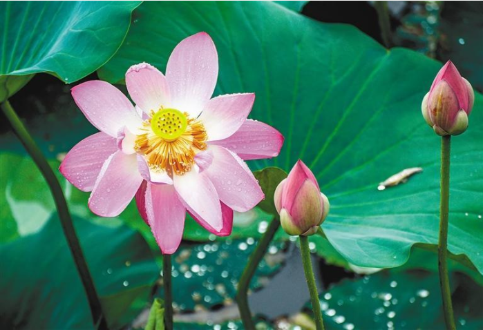 【中首 陜西  圖】心似蓮花開 清風自然來_fororder_微信圖片_20220707083707