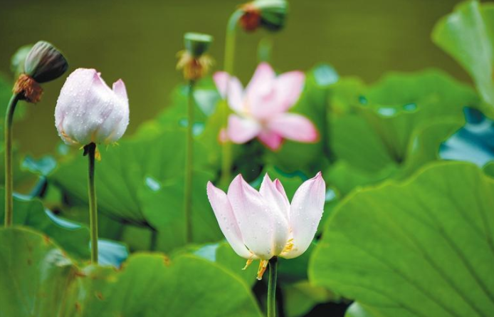 【中首 陜西  圖】心似蓮花開 清風自然來_fororder_微信圖片_20220707083653