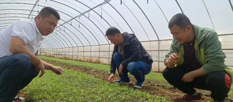西安市藍田縣集體經濟助力鄉村振興“加速跑”_fororder_2