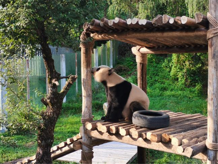 陜西漢中 | 生物多樣性保護成果顯著 漢中市生態文明建設邁上新征程_fororder_圖片8_副本1