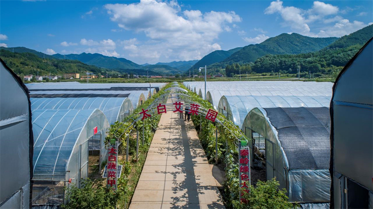 寶雞市太白縣：特色高山蔬菜走出大山 興縣又富民_fororder_微信圖片_20220808005817