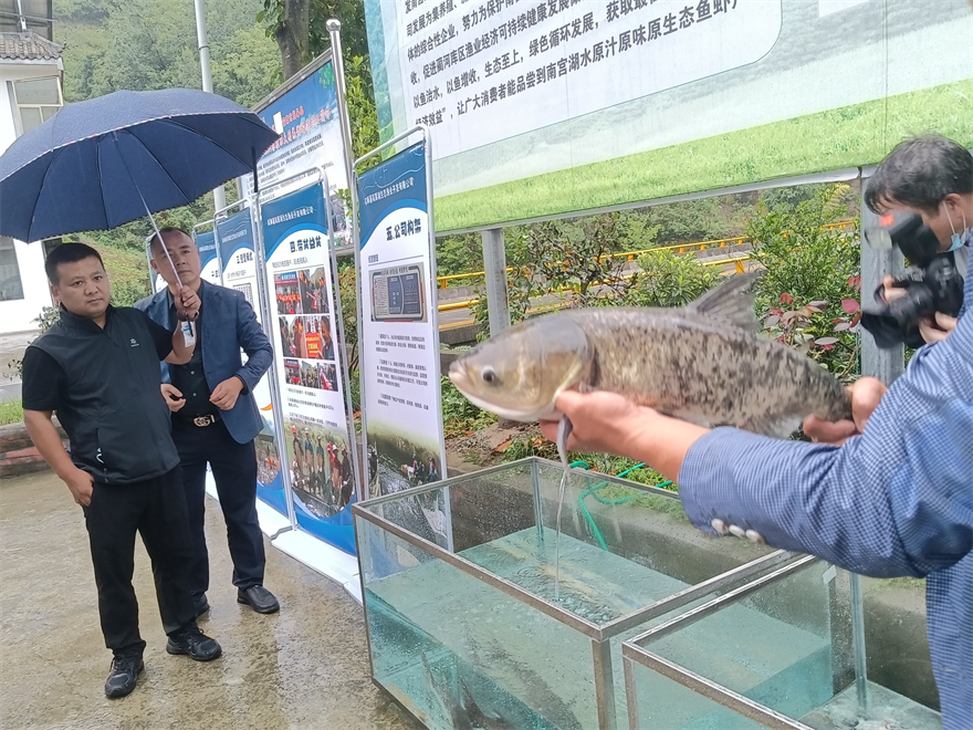 安康嵐皋：嵐皋有魚 年年有餘_fororder_2