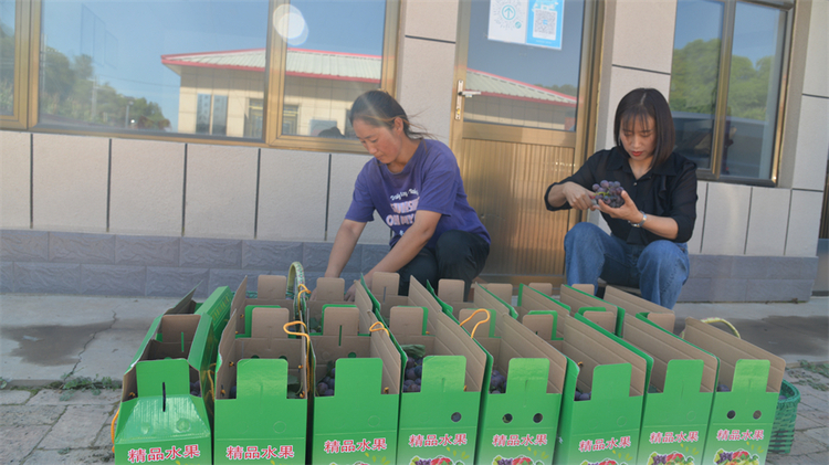 榆林靖邊：葡萄産業蹚出“甜蜜”致富路_fororder_199806554451321727