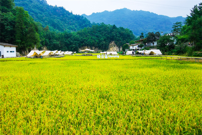 山林變綠都 富民興鄉村 安康市寧陜縣以生態經濟引領鄉村振興觀察_fororder_寧陜縣城關鎮漁灣村稻田一角。寧陜縣鄉村振興局供圖