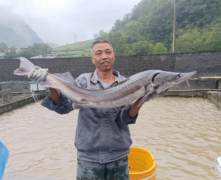 安康嵐皋：嵐皋有魚 年年有餘_fororder_1
