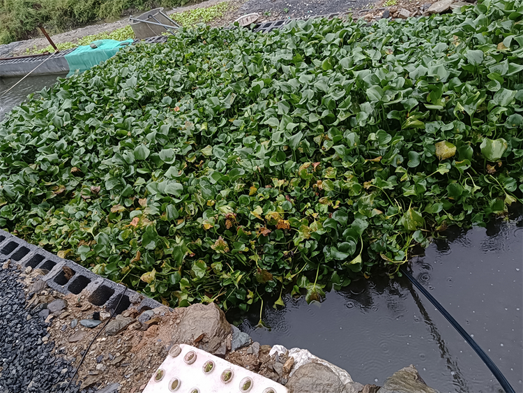 安康嵐皋：陸基養魚新模式 入侵生物巧變“寶”_fororder_22