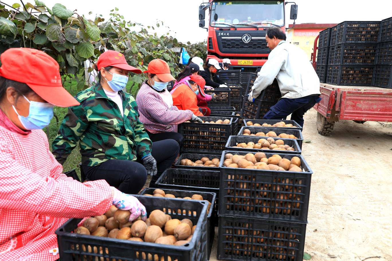 寶雞眉縣：做強做優獼猴桃産業 通往豐收的康莊大道_fororder_圖片2