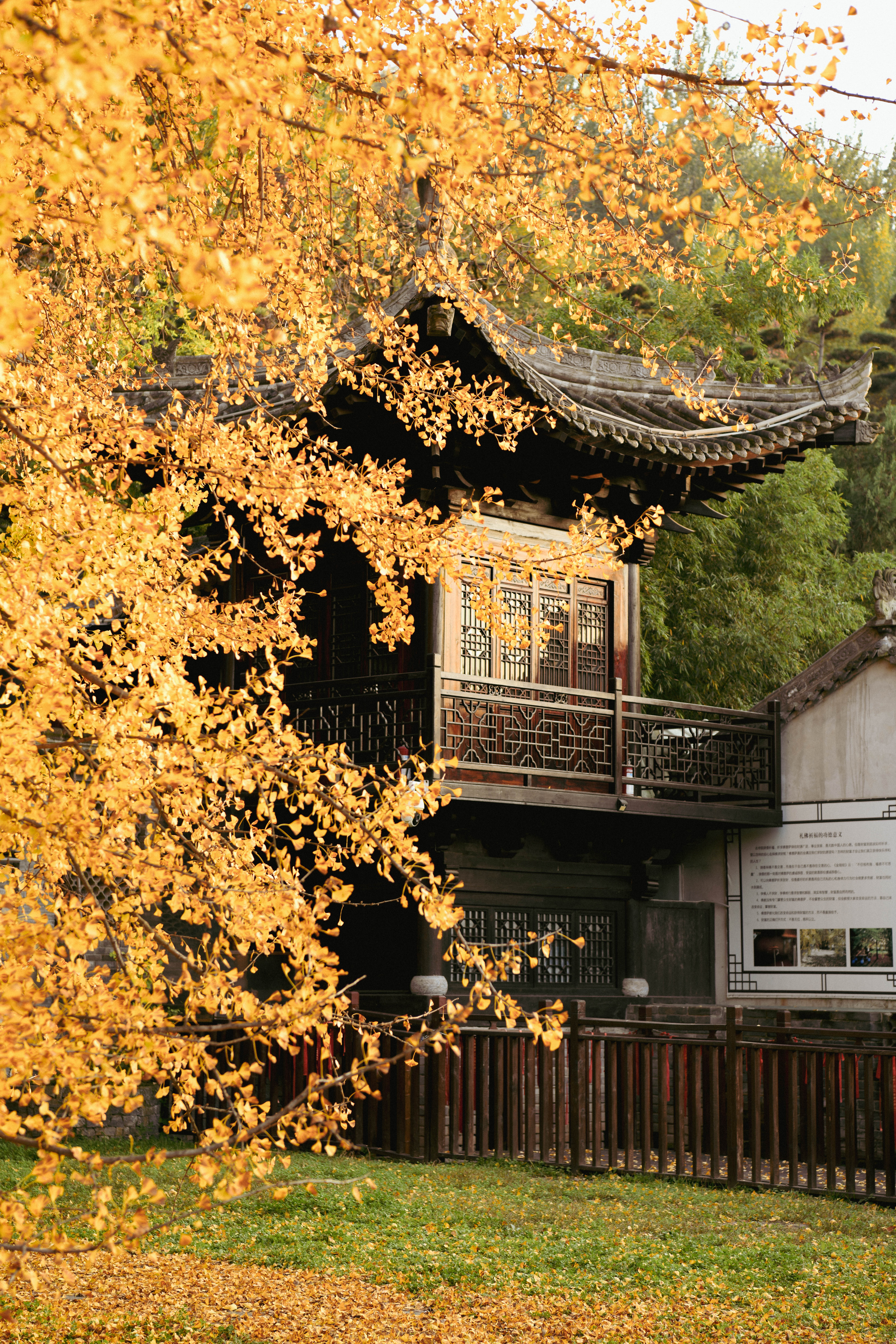 【人間秋色在陜西】秋滿長安 李世民手植千年銀杏披金甲_fororder_DSC_1693