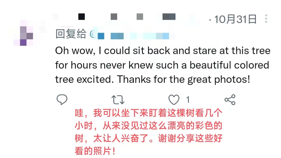 【陜耀國際·11期】陜西這顆銀杏樹又雙叒叕火出圈了！_fororder_微信圖片_20221110163833