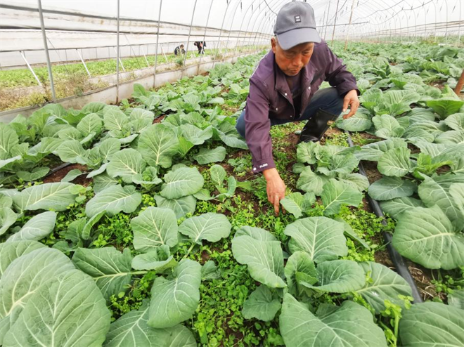 西安市長安區：脫貧戶楊孝武的新生活_fororder_圖片1