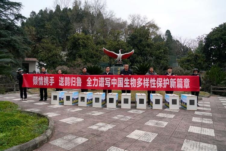 20隻秦嶺朱鹮“飛”向山東東營 朱鹮逐步重現歷史分佈區