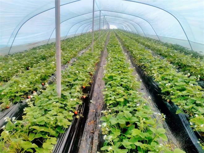 西安高新區：讓草莓變“網紅” 助力鄉村振興_fororder_圖片11