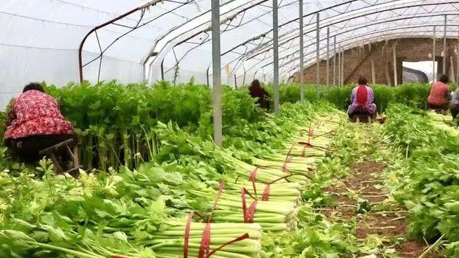 西安市高陵區：心繫菜農  打通農副産品銷售渠道