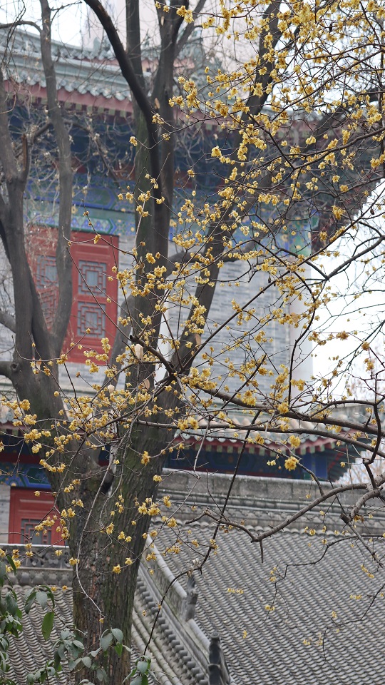 【與春天撞個滿懷 打卡最美春景】春寒料峭迎春開 西安漸顯好春色_fororder_微信圖片_20230209172448