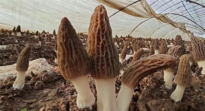 西安市鄠邑區玉蟬街道首次套種羊肚菌喜獲豐收_fororder_微信圖片_20230217145538