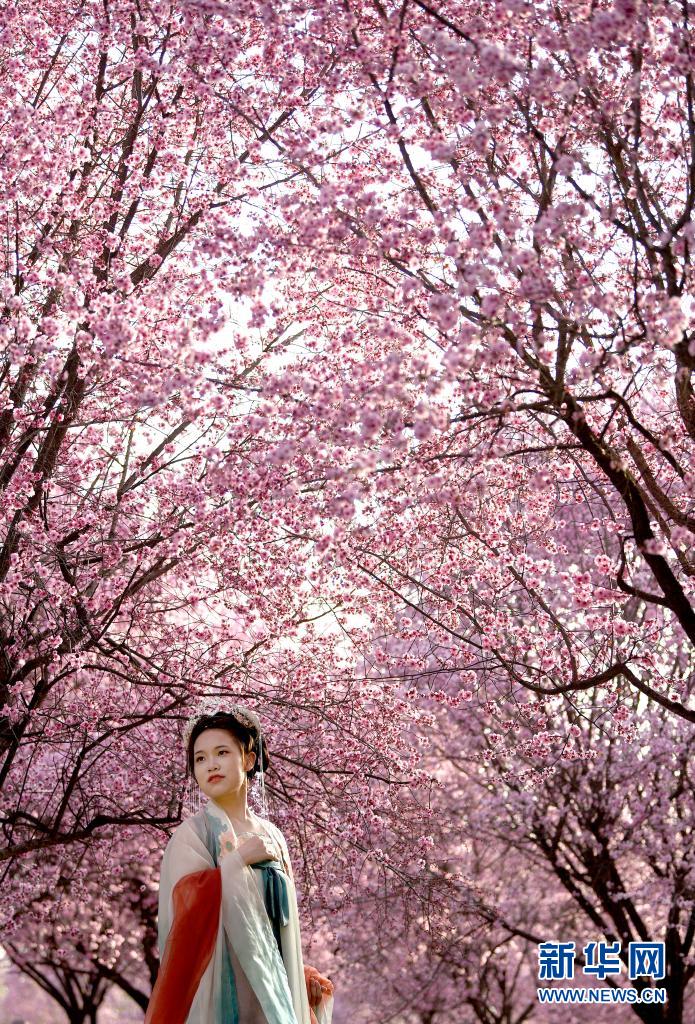 西安：春光無限好 滿眼繁花燦