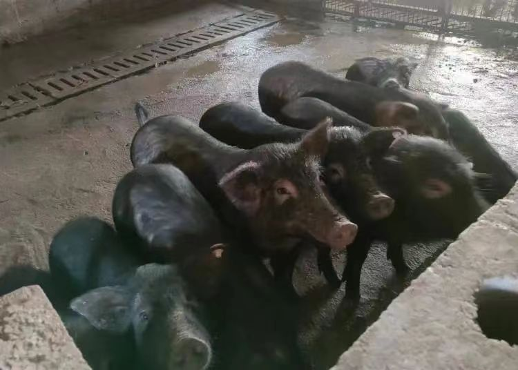 寶雞鳳翔區：生態養殖成為助力鄉村振興特色産業_fororder_圖片2