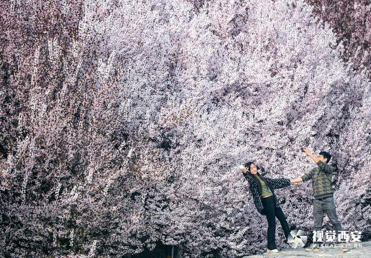 李花怒放一樹白 遙望疑似春飛雪