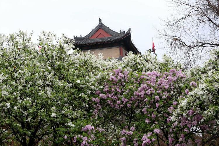雨中鮮花分外嬌
