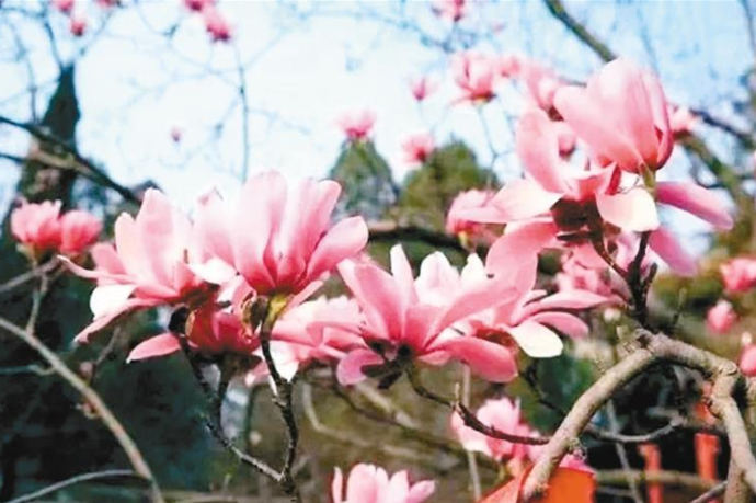 勉縣400余歲古旱蓮花香襲人_fororder_微信圖片_20230317091613