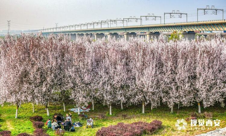 李花怒放一樹白 遙望疑似春飛雪