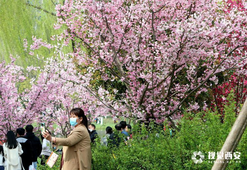 興慶宮公園花如海 人似潮