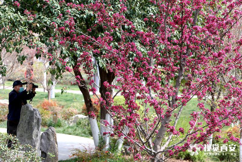 興慶宮公園花如海 人似潮