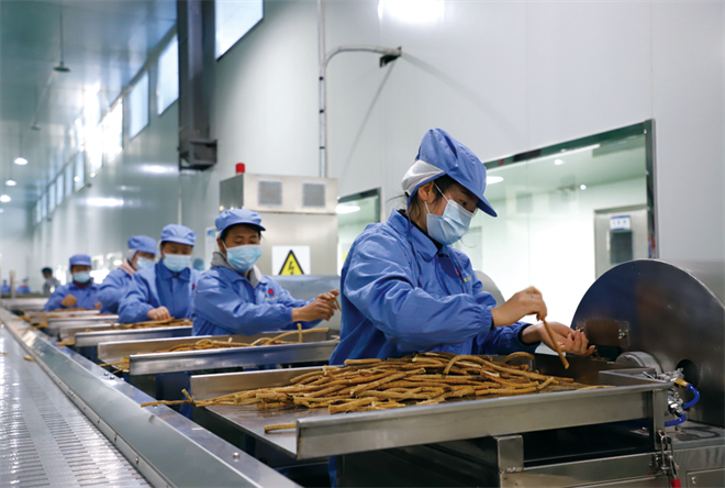 榆林市子洲縣：中藥材産業繪就鄉村振興新畫卷_fororder_圖片2