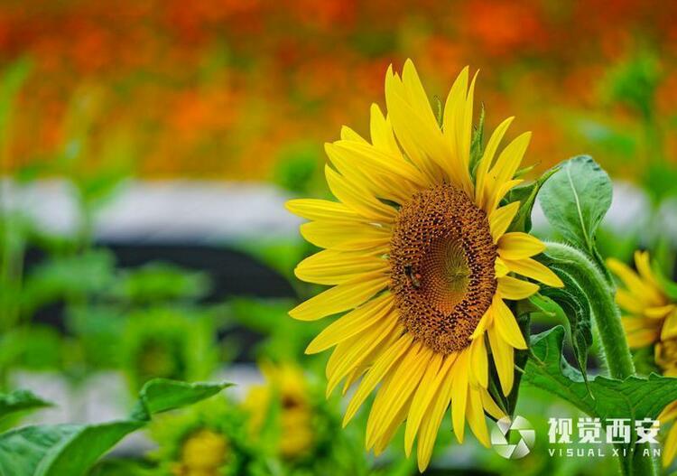 打卡興慶宮公園花海