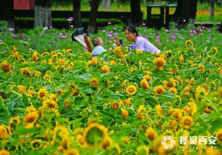 打卡興慶宮公園花海
