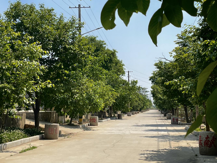 渭南市臨渭區廟王村：“農”墨重彩繪就宜居宜業和美鄉村新畫卷_fororder_圖片3