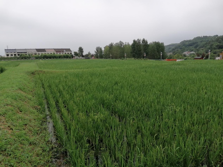 “鄉建”西安美如畫 “鄉遇”西安産業興_fororder_圖片4