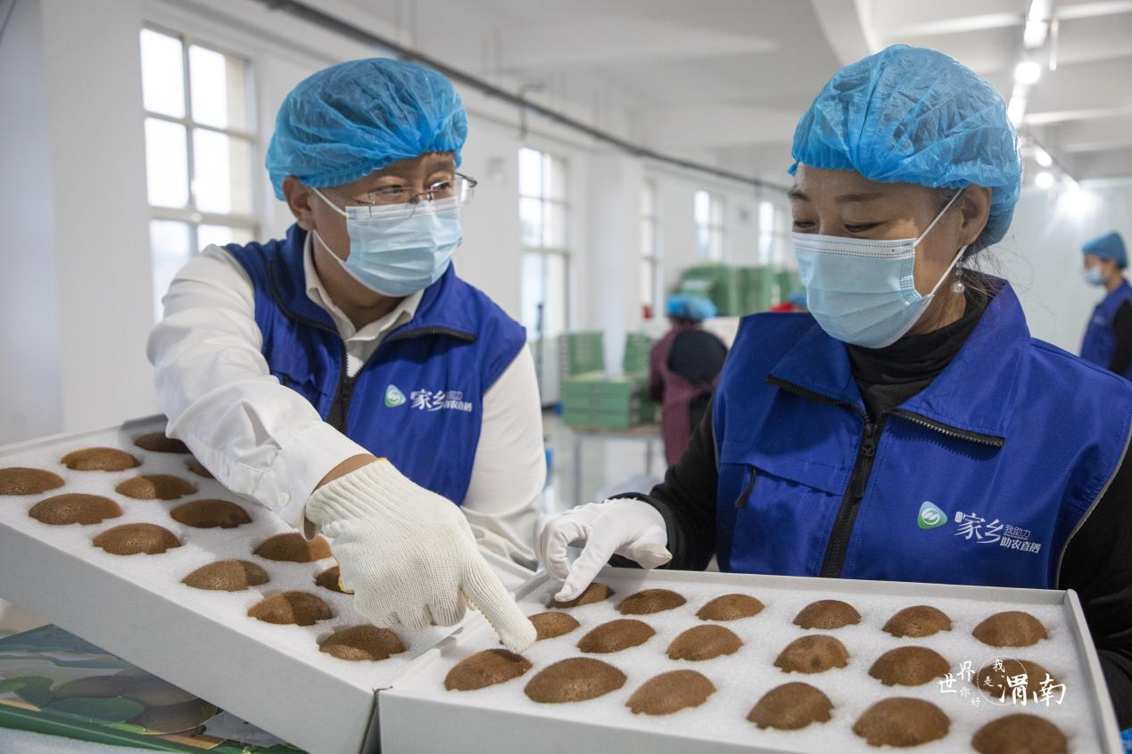 渭南市臨渭區：直播助推獼猴桃産業飛速發展_fororder_圖片11