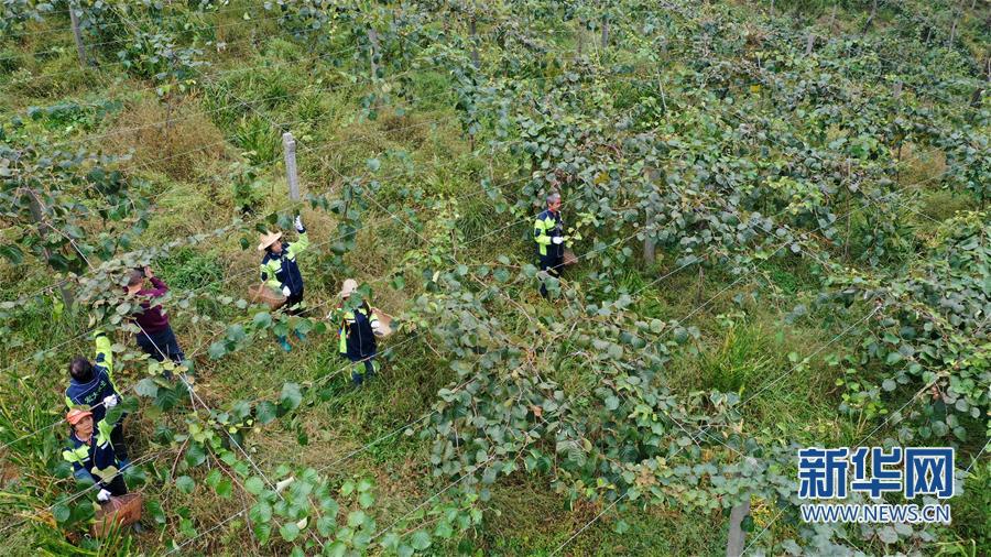 安康市嵐皋縣：扶貧“金果果”挂果了