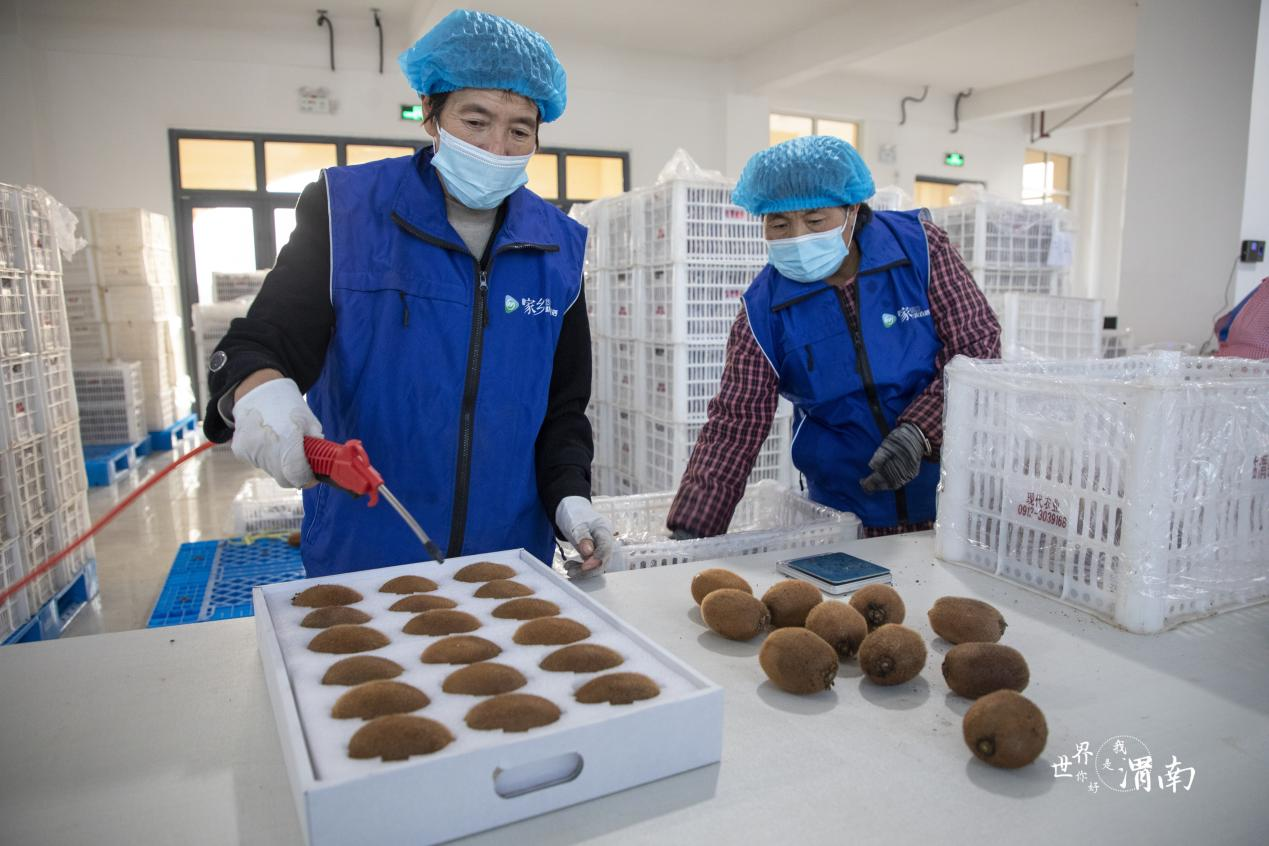 渭南市臨渭區：直播助推獼猴桃産業飛速發展_fororder_圖片10