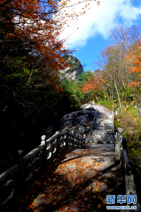 秦嶺朱雀景 漫山秋色層林盡染