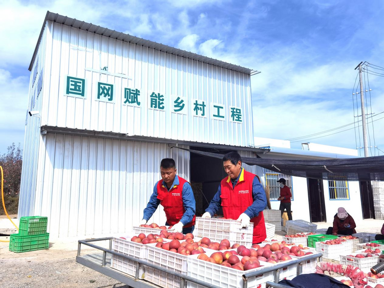 國網延安供電公司助力鄉村振興：度古村的“蘋果紅了”_fororder_圖片4
