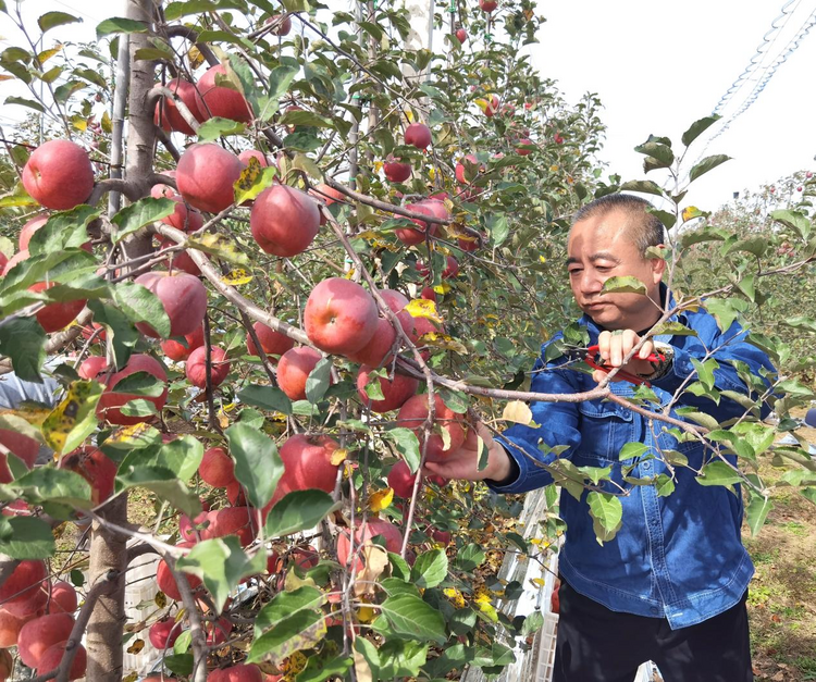 國網延安供電公司助力鄉村振興：度古村的“蘋果紅了”_fororder_圖片6