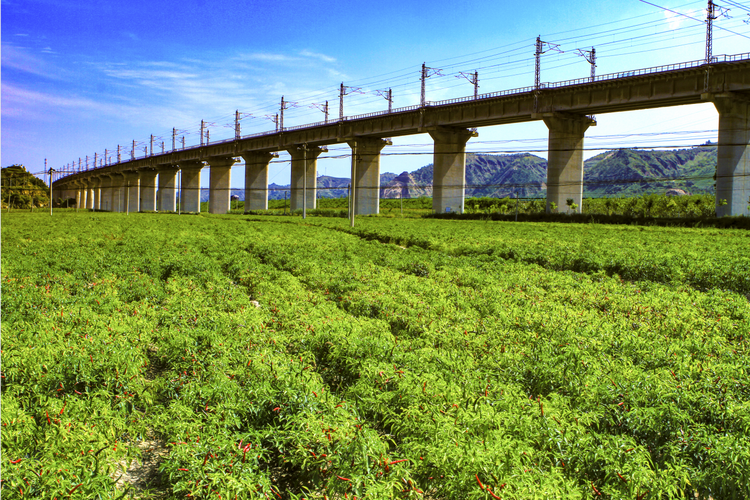 榆林市子洲縣：辣椒産業鋪出“火紅”致富路_fororder_圖片1