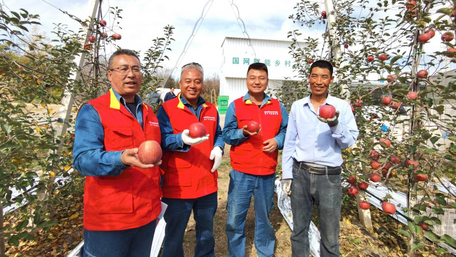 國網延安供電公司助力鄉村振興：度古村的“蘋果紅了”