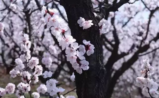 【鏡觀陜西·第8期】春韻華胥 花香滿徑_fororder_圖片8