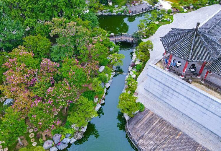 紫薇花開 扮靚夏日